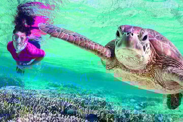 Snorkelling in Elliot Island, Great Barrier Reef