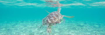 Snorkelling in Lombok