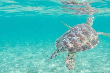 Snorkelling in Lombok