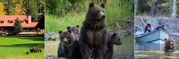 Bears at Tweedsmuir Park Lodge