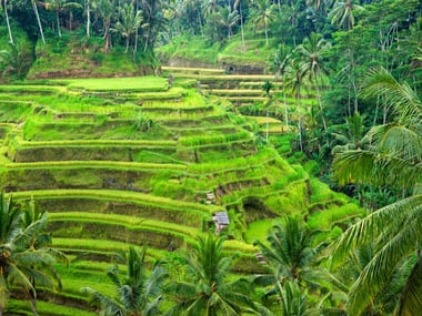 Ubud