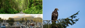 Ucluelet Forest Road, Harbour & Deep Cove Eagle