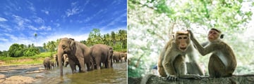 Udawalawe National Park & Yala National Park wildlife