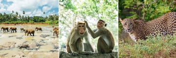 Udawalawe