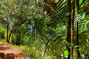 Vallee de Mai Praslin Seychelles Flora