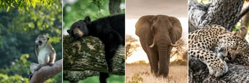Yala National Park wildlife