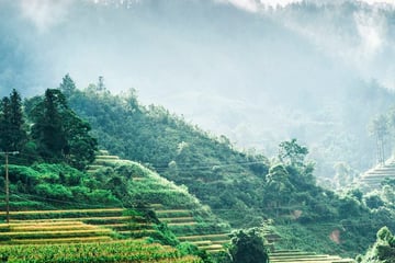 rice terraces vietnam