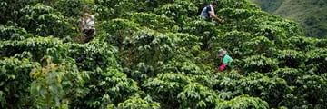 Colombian coffee farmers