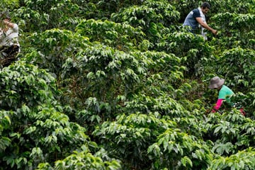 Colombian coffee farmers