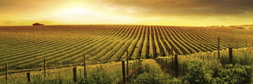 Vineyard in Adelaide