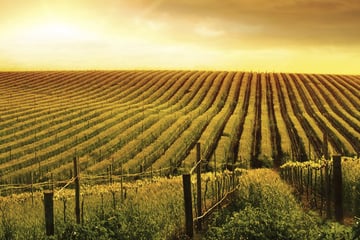 Vineyard in Adelaide