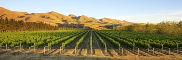 Vineyards in Canterbury, South Island