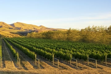 Vineyards in Canterbury, South Island