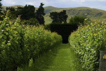 Verdant vineyard in Hawkes Bay