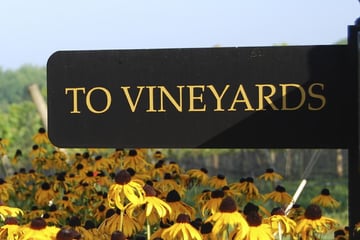 Vineyards in North Carolina