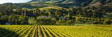 Vineyards in South Africa