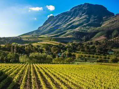Scenic vineyards of South Africa