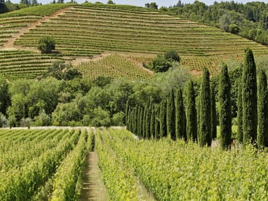 Vineyards in the Sonoma hills