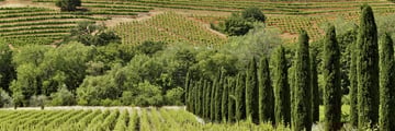 Vineyards in the Sonoma hills