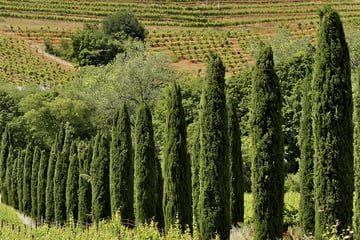 Vineyards in the Sonoma hills