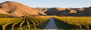 Vineyards in Wither Hills, Marlborough Sounds