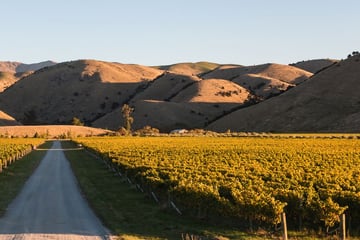 Vineyards in Wither Hills, Marlborough Sounds