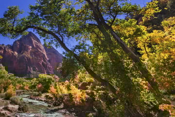 The Virgin River in Zion National Park 