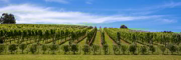 Waiheke Island's sweeping vineyards