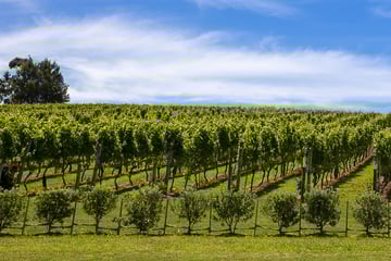 Waiheke Island's sweeping vineyards