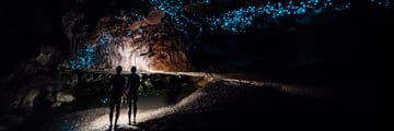 Discovering Waipu Cave Glow Worms