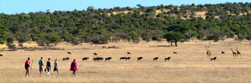 Walking safaris in Ol Kinyei Conservancy