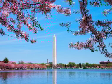 Washington DC in bloom