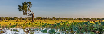 Wetlands around Kakadu