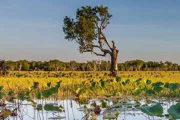 Wetlands around Kakadu