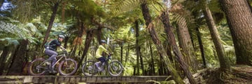 Whakarewarewa Forest, Rotorua