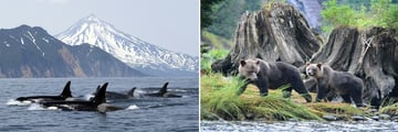 Whale & Bear Sightings in British Columbia, Canada