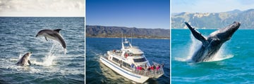 Wildlife Cruise Sights, Southern California
