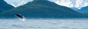 Whale in Alaska