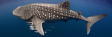 Whale shark and Cobia in Ningaloo Reef