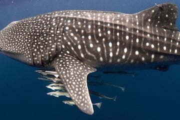 Whale shark and Cobia in Ningaloo Reef