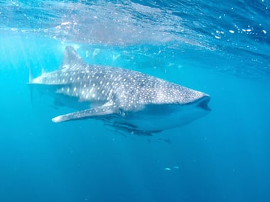 Whale shark in the Ningaloo Reef