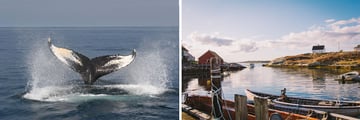 Whale Watching in Nova Scotia & Peggys Cove