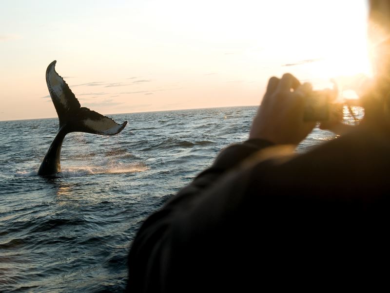 Whale watching around Brier Island, Bay of Fundy