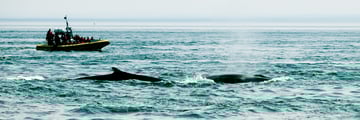 Whale watching in Tadoussac