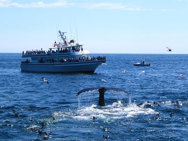 Cape Cod