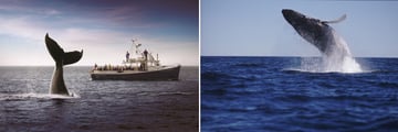 Whale Watching in Nova Scotia
