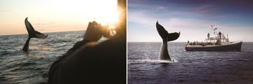 Whale Watching in Nova Scotia