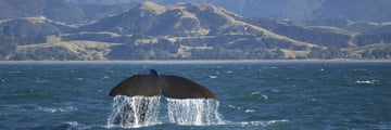 Whales in Kaikoura