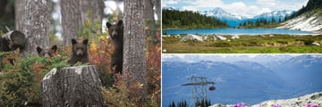 Whistler Bear Watching, Landscapes & Peak 2 Peak Gondola 