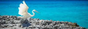 White heron on Cozumel beach
